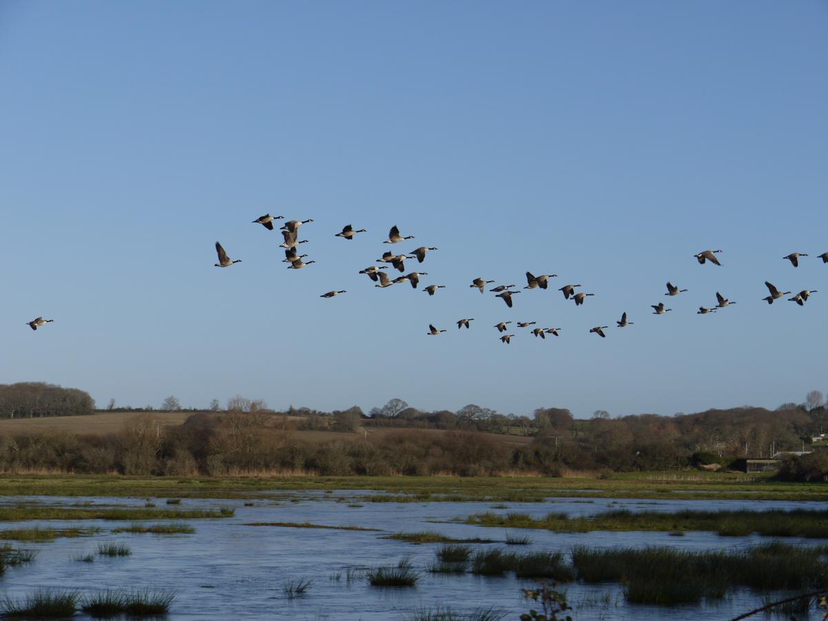 The Lodge On The Marsh Brading Eksteriør billede